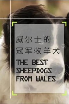 威尔士的冠军牧羊犬
