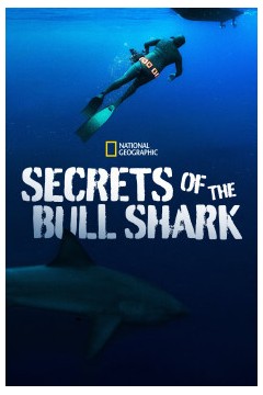 牛鲨的秘密