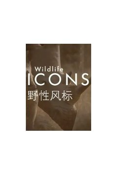 野性风标第一季