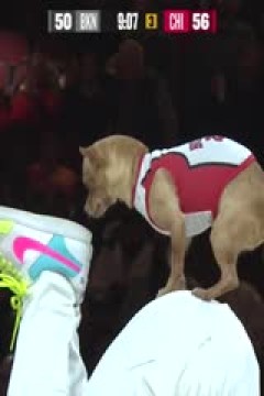 NBA常规赛 篮网VS公牛 20241203