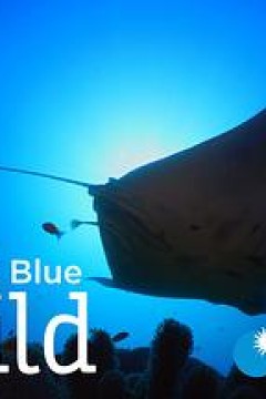 无垠的狂野蓝海第二季