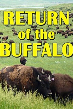 野牛的回归：恢复美国大草原