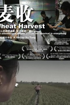 麦收