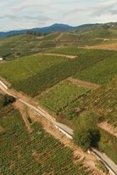 法国葡萄酒大师