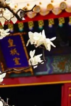 宫墙上花盛开